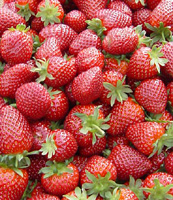 File:Fresas.jpg