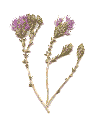 File:Thimari.gif