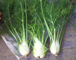 Freshfennel