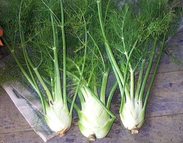 File:Freshfennel.jpg