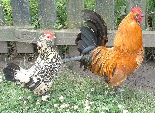 File:Chickens.jpg