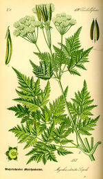 Cicely