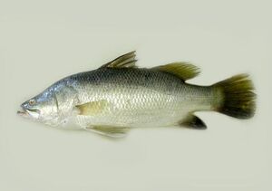 SeaBass