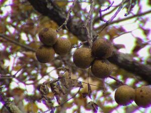BlackWalnut