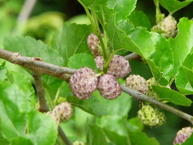 File:White mulberry.jpg