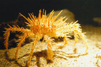 Kingcrab