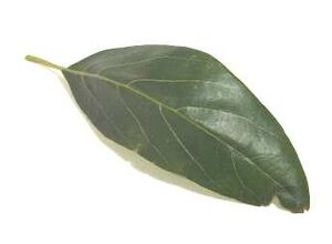 AvocadoLeaves