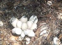 StrawMushroom