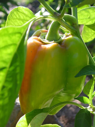 File:GreenPepper.jpg