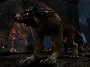 Wolf