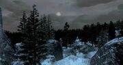 Nekoti trees.jpg