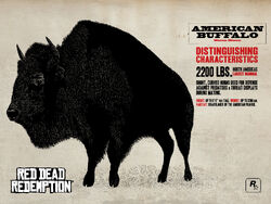 American Buffalo.jpg