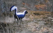 Skunk.png