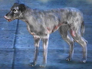 Hund blackwater
