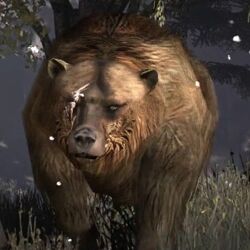 367px-Rdr brumas bear.jpg
