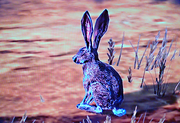 Kaninchen1.png
