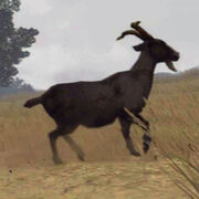 Horned-Goat-01.jpg