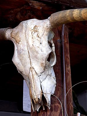 File:Cow-skull.jpg