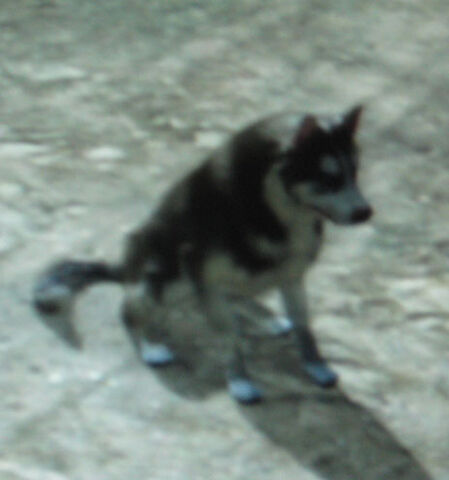 File:Rdr unnamed dog.jpg