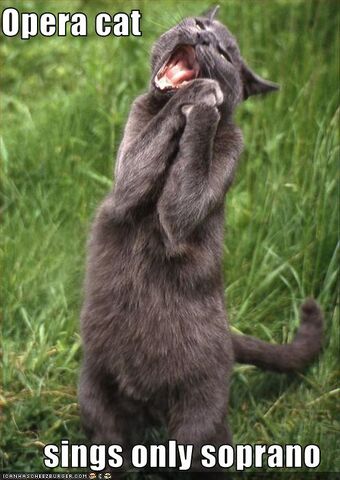 File:Funny-pictures-opera-cat-sings-soprano.jpg