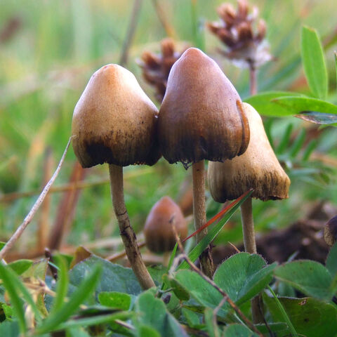 File:Magic mushrooms.jpg