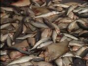 Fish rain2