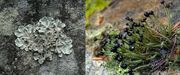 Lichens1