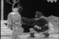 1965-09-28 Rooster