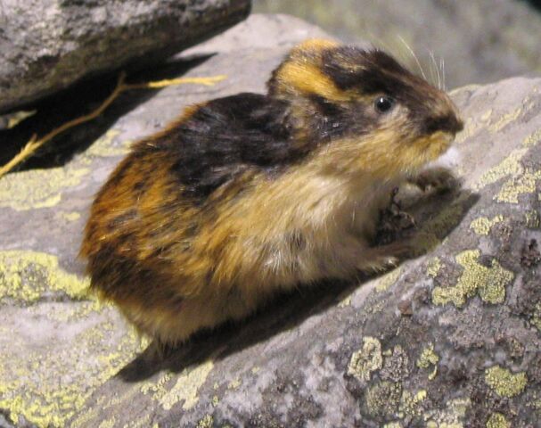 File:Lemming.jpg