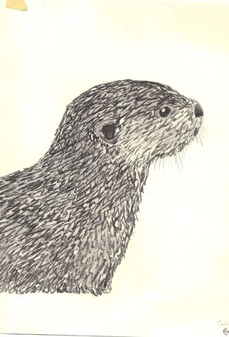 File:River otter.jpg
