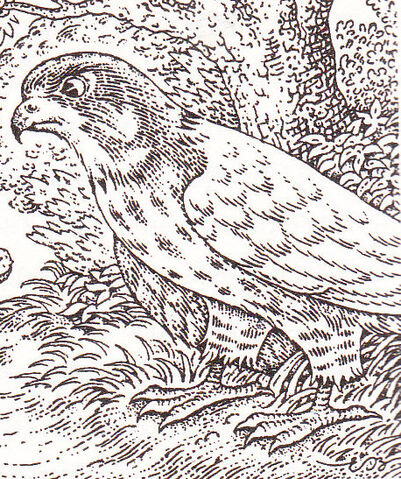 File:Rocangus.jpg
