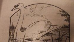 Swan