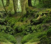 Forest-background