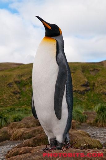 Pingino rey.png