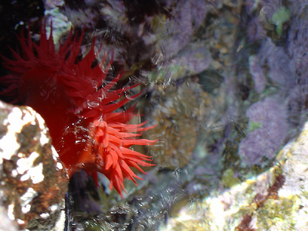 Cnidarios.png