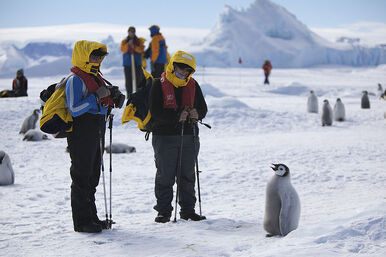 Joven pinguino.jpg