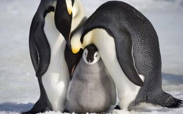Pinguinos cria.jpg