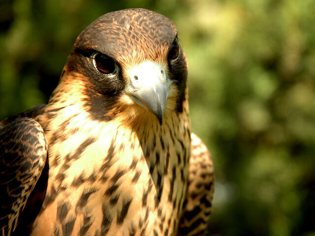 Archivo:Halcon peregrino5.jpg