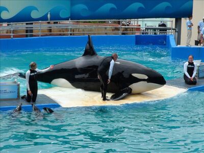 Orca personas.jpg