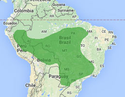 Saltarin cabecinaranja 7.png
