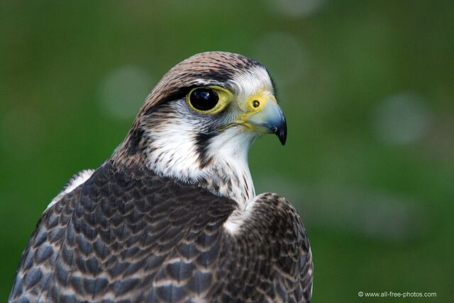 Archivo:Halcon peregrino2.jpg