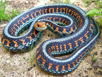 Serpiente jarretera de california.png