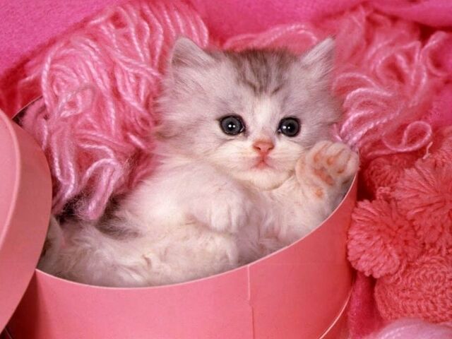 Archivo:Lindo gatito.jpg