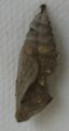 64px-Chrysalis-butterfly-vulcan-chrysalide-papillon-vulcain-vanessa-atalanta-2