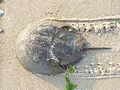 120px-Horseshoecrab1.jpg