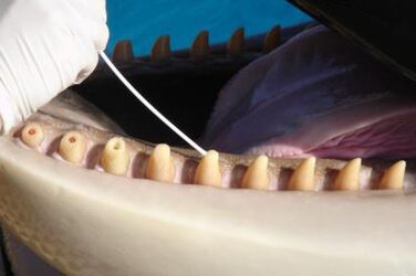 Dientes de orca.jpg
