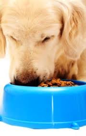 Perro comiendo.jpg