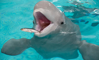 Beluga 6.png