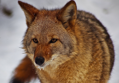 Coyote 2.png