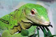 Monitor lizard